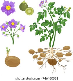 Parts of plant. Morphology of potato plant