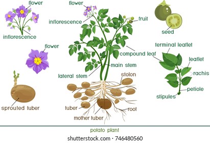 Parts of plant. Morphology of potato plant with title