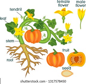 Parts of plant. Morphology of pumpkin plant with fruit, green leaves, root system and titles