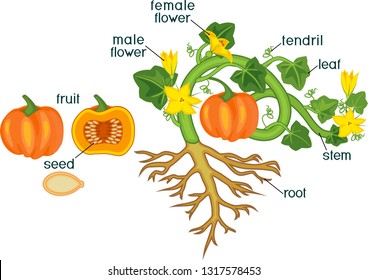 Parts of plant. Morphology of pumpkin plant with fruit, green leaves, root system and titles