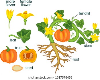 Parts of plant. Morphology of pumpkin plant with fruit, green leaves, root system and titles