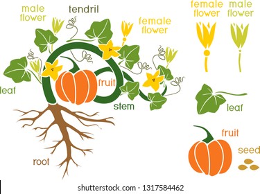 Parts of plant. Morphology of pumpkin plant with fruit, green leaves, root system and titles