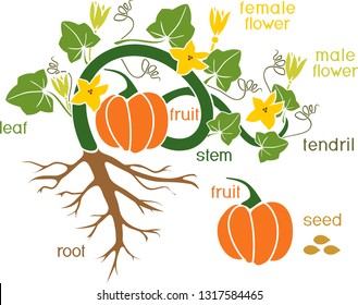 Parts of plant. Morphology of pumpkin plant with fruit, green leaves, root system and titles