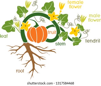 Parts of plant. Morphology of pumpkin plant with fruit, green leaves, root system and titles