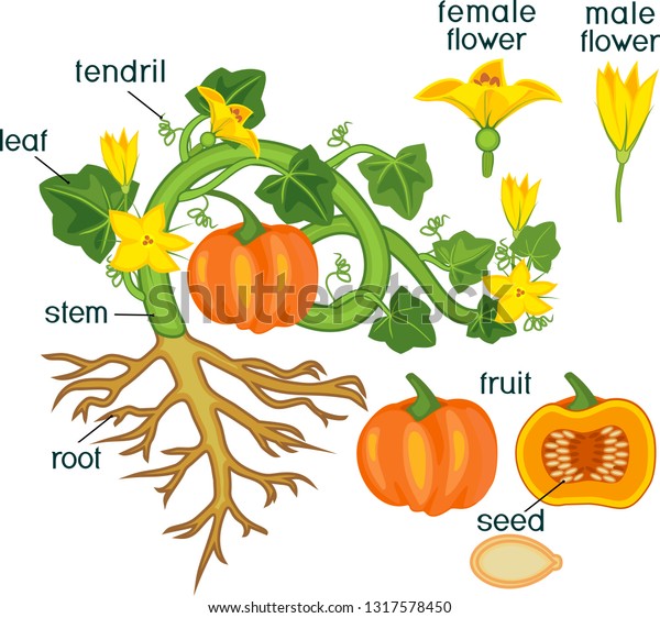 Parts Plant Morphology Pumpkin Plant Fruit Stock Vector (Royalty Free ...