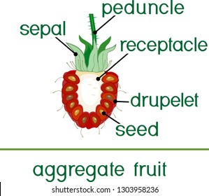 Parts of plant. Morphology of raspberry aggregate fruit in section isolated on white background