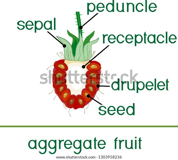 Parts Plant Morphology Raspberry Aggregate Fruit 스톡 벡터(로열티 프리 ...