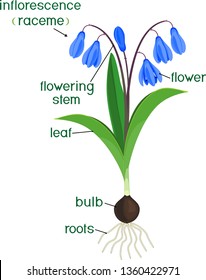 Parts of plant. Morphology of Siberian squill or Scilla siberica plant with green leaves, blue flowers, root system and titles