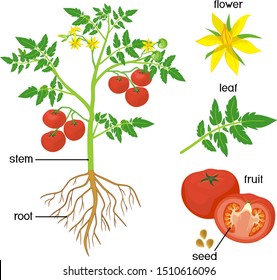Parts of plant. Morphology of tomato plant with green leaves, red fruits, yellow flowers and root system isolated on white background with titles