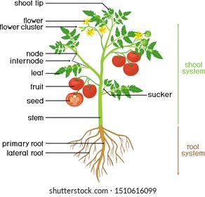 834 Fruit morphology Images, Stock Photos & Vectors | Shutterstock