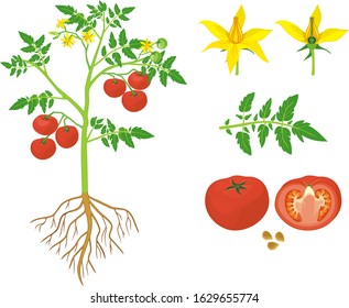 Parts of plant. Morphology of tomato plant with green leaves, red fruits, yellow flowers and root system isolated on white background