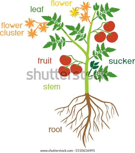 Parts Plant Morphology Tomato Plant Green 스톡 벡터(로열티 프리) 1510616495