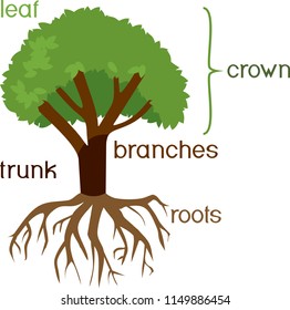 Parts of plant. Morphology of tree with green crown, root system, and titles