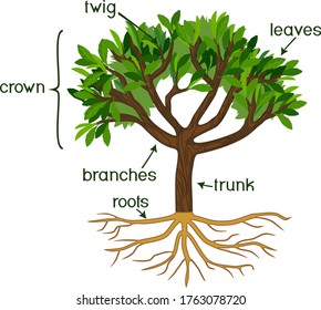 Parts of plant. Morphology of tree with green crown, root system and titles