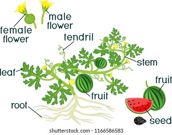 Parts of plant. Morphology of watermelon plant with fruits, flowers, green leaves and root system isolated on white background