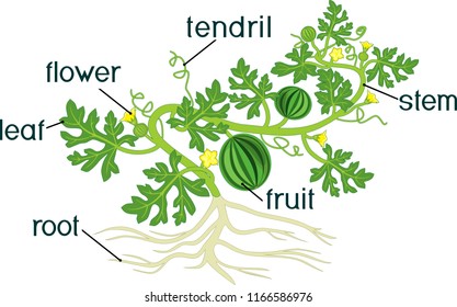 Parts of plant. Morphology of watermelon plant with fruits, flowers, green leaves and root system isolated on white background
