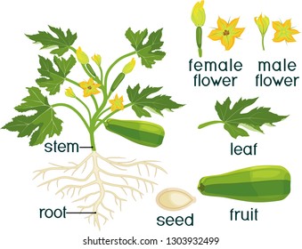 Parts of plant. Morphology of zucchini plant with fruit, green leaves, root, flowers and titles
