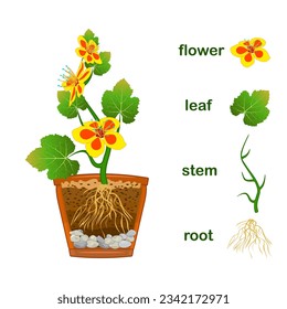 Parts of plant. Scheme with titles of plant part with green leaves, yellow flowers, stem and root system isolated on white background. Diagram for botany education. Stock vector illustration