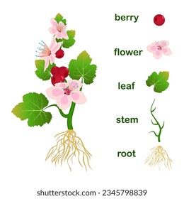 Parts of plant. Scheme with titles of plant part with green leaves, pink flowers, red berries, stem and root system isolated on white background. Diagram for botany education.Stock vector illustration