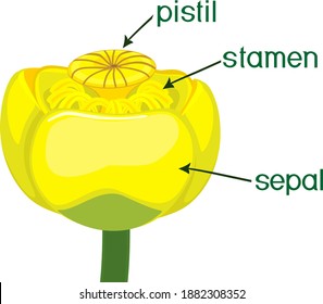 Parts of plant. Structure of Yellow water-lily (Nuphar lutea) flower isolated on white background