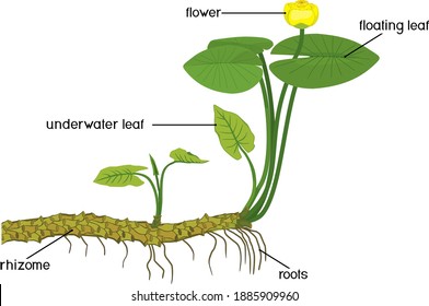 Water Lily Root High Res Stock Images Shutterstock