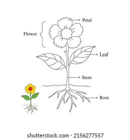 Parts of plant. Parts of sunflower plant. Morphology of flowering plant with root system, flower, seeds and titles