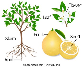 Parts of a pomelo plant on a white background.