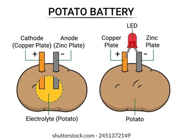 Parts of Potato Battery - Electrochemical Cell