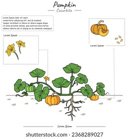 Teile von Kürbispflanzen oder Baumschablonen. Kürbisbaum-Strukturdiagramm. Mango Bäume Bildung und Teile. Studie über Obstbildung. Kann für Themen wie Biologie oder Bildungsposter verwendet werden.