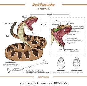 Parts rattlesnake anatomy illustration