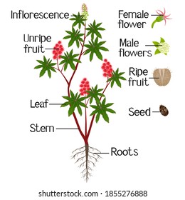 Parts of red castor plant isolated on a white background.
