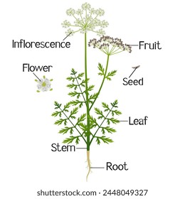 Parts of a regular cumin plant on a white background.