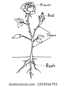 Parts of a Rose vector illustration. Simple design outline style. You can change color you want. 