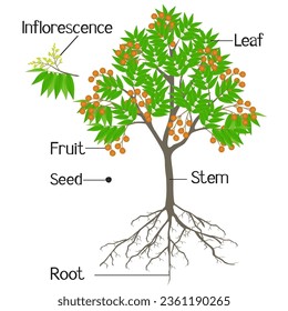 Parts of sapindus soap tree isolated on a white background.