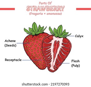 Parts of strawberry illustration.
vector file, ready to use, ready to print, easy to edit, colorful.