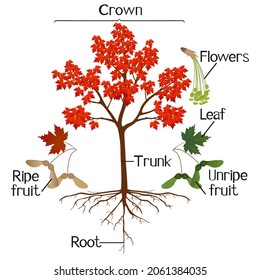 Parts of sugar maple plant isolated on a white background.