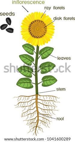 Image, Stock Photo Part of a sunflower blossom against the light