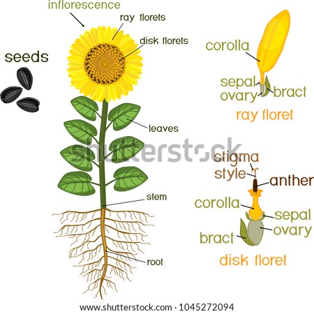parts sunflower plant morphology flowering plant stock vector Parts of a Loom Diagram parts of sunflower plant morphology of flowering plant with root system, flower, seeds