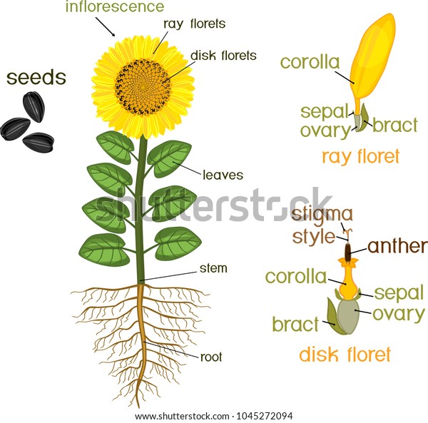 Parts Sunflower Plant Morphology Flowering Plant Stock Vector (Royalty