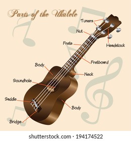 Parts of the Ukulele. Vector illustration.