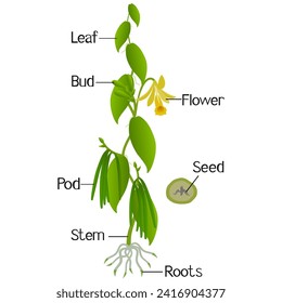 Parts of vanilla planifolia plant on a white background.