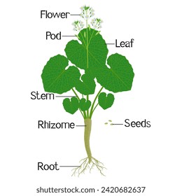 Parts of wasabi eutrema japonica plant isolated on a white.