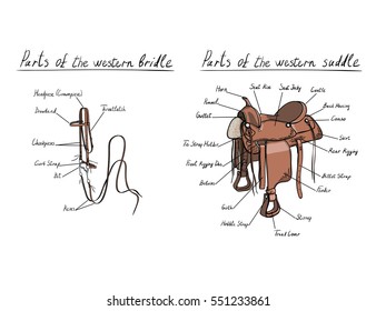 Parts of western saddle and bridle with text letters description. Horse tack. Vector cartoon hand drawing equestrian tools.
