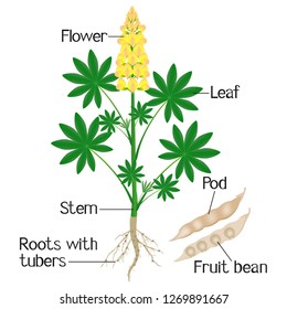 Parts of a yellow lupine plant with roots and beans.