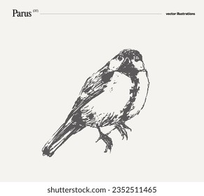 Parus bird realistic hand drawn vector illustration, sketch
