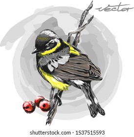 Parus major on a rowan branch. Hand-drawn vector illustration. Bright and colorful illustration with a yellow bird.