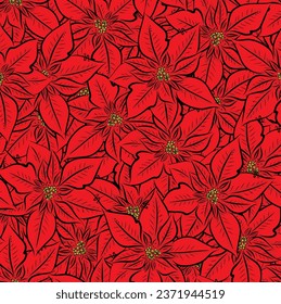 Pascua Poinsettia for the Holidays