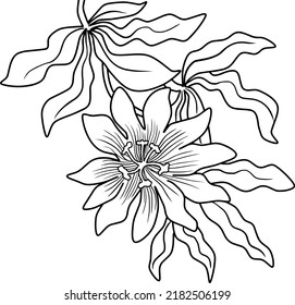 pasio flower line vector illustration isolated on white background