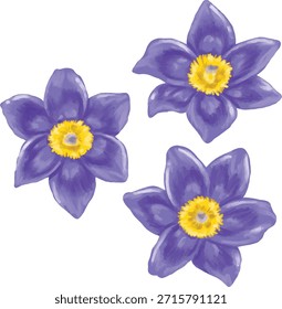 Flor Pasque Botânica desenho da mão Pintura