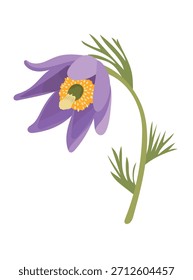 Flor de Pasque. Ilustração de clipart de vetor plano com plano de fundo isolado.